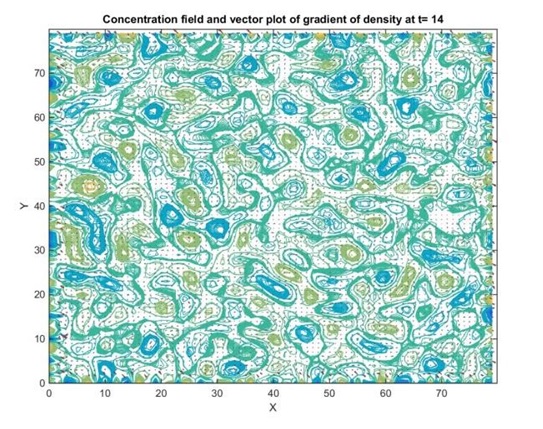 Concentration field and vector plot of gradient of density at t14
